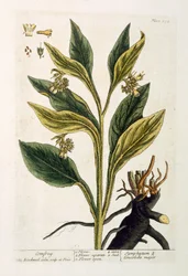 Peperoncino rosso